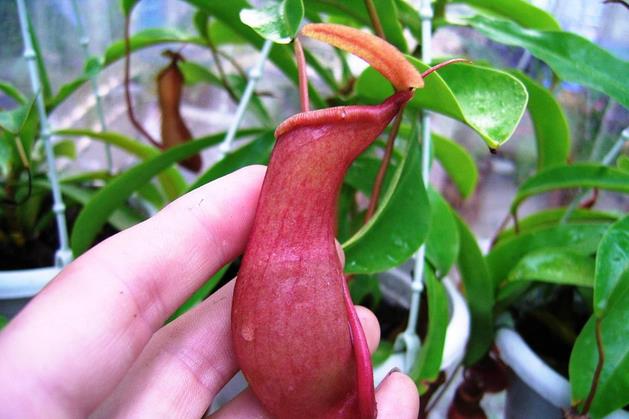 三大奇特植物，除了猪笼草，另外两个相信你没养过