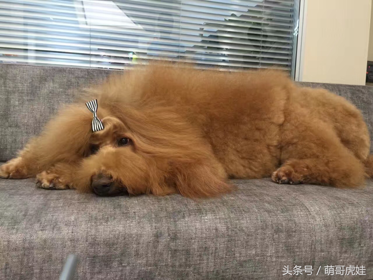 主人你不觉得我应该剪毛了么?你是打算把我养成古牧么?