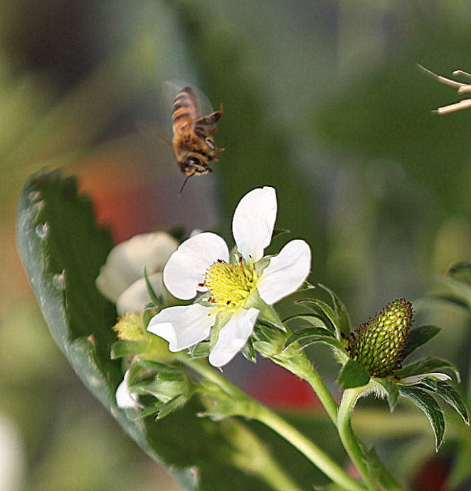 种植草莓生长周期是多久,草莓种植周期跟成本