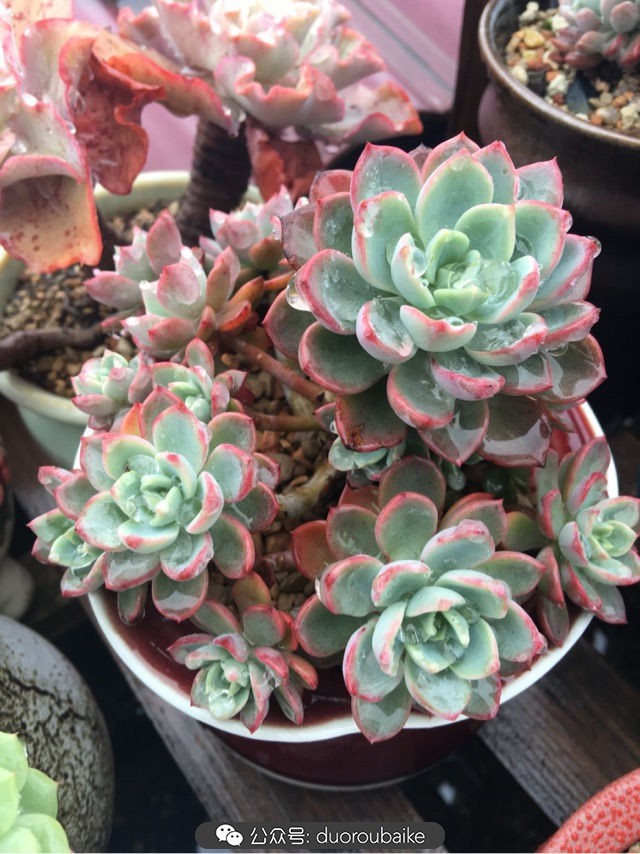 寒风中越发美丽的多肉,冬季暖阳下的多肉