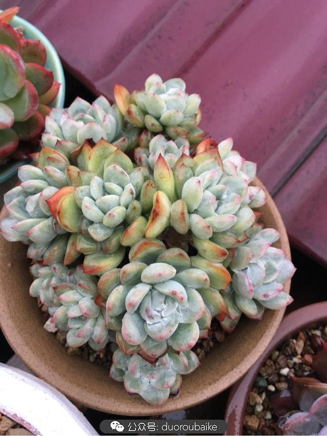 寒风中越发美丽的多肉,冬季暖阳下的多肉