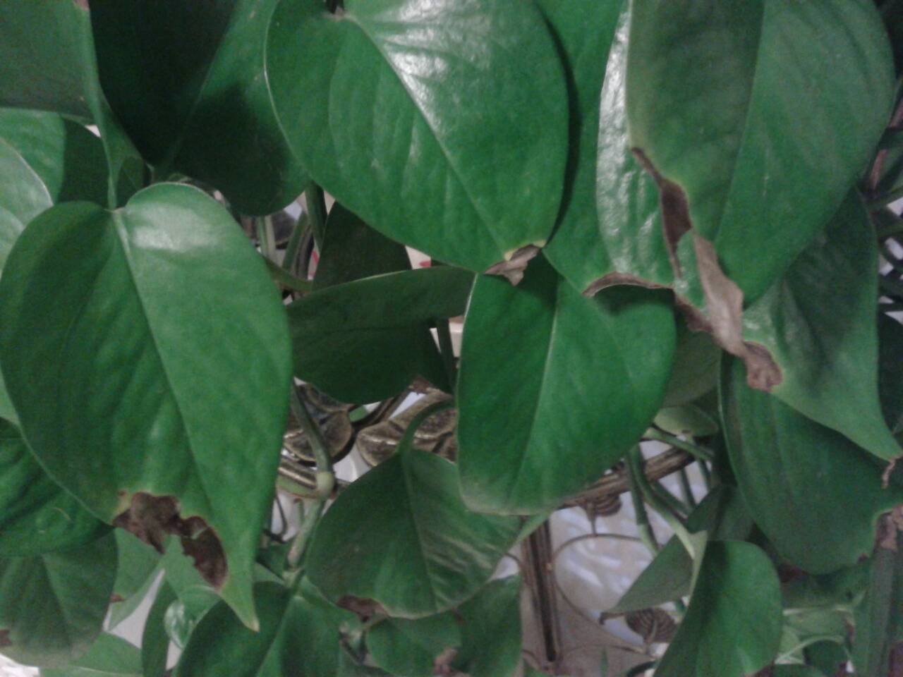 绿萝叶尖发黑怎么办,绿萝叶子发黑剪掉以后会再长吗