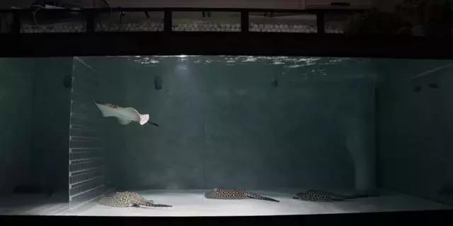 养罗汉鱼侧滤和上滤哪个效果好,双边侧滤鱼缸怎么过滤