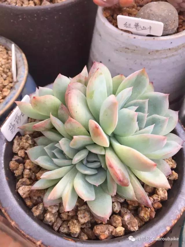 没有暖气的包邮区,肉肉照样美美的!