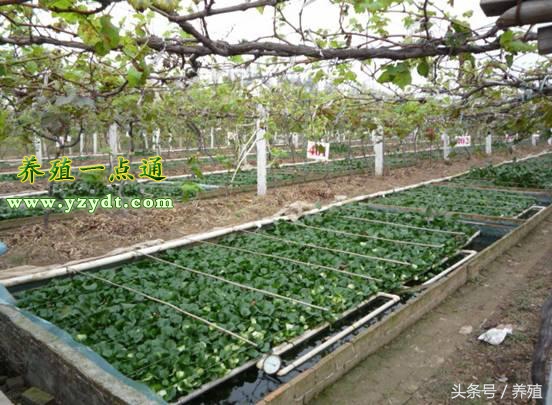 野生黄鳝和养殖的区别,塑料薄膜养殖黄鳝视频