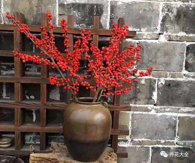过年观赏花的盆栽,观果花卉盆栽大全