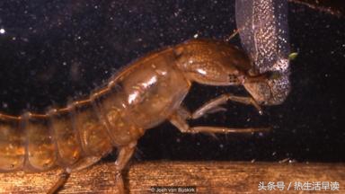 蜘蛛吃巨蛇剩下皮,蜘蛛吃了彼得帕克的蜘蛛侠