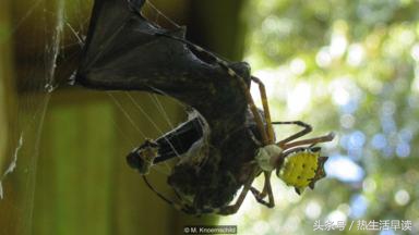 蜘蛛吃巨蛇剩下皮,蜘蛛吃了彼得帕克的蜘蛛侠
