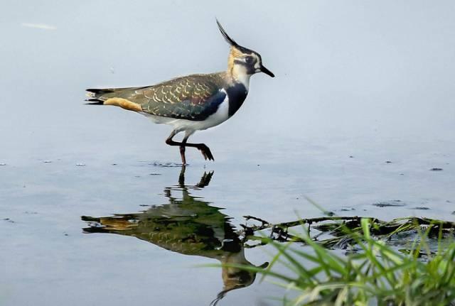 云南十大漂亮的鸡,云南第一生态鸡