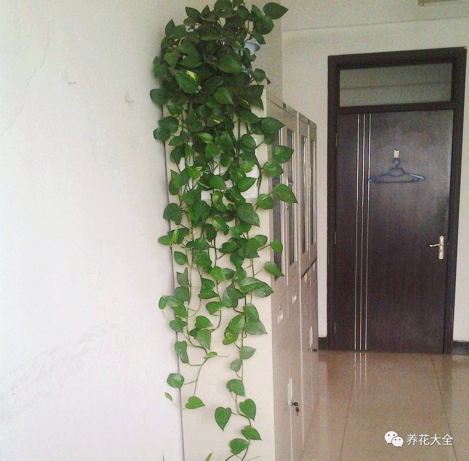 过年年宵花好卖吗,过年摆的年宵花有哪些