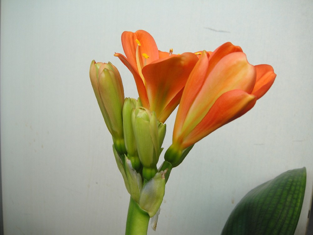 养了几年的君子兰终于要开花了,养了三年的君子兰终于要开花了