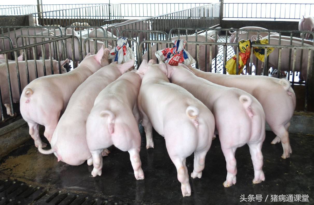 妊娠母猪不吃食怎么治疗,母猪受孕后有什么表现