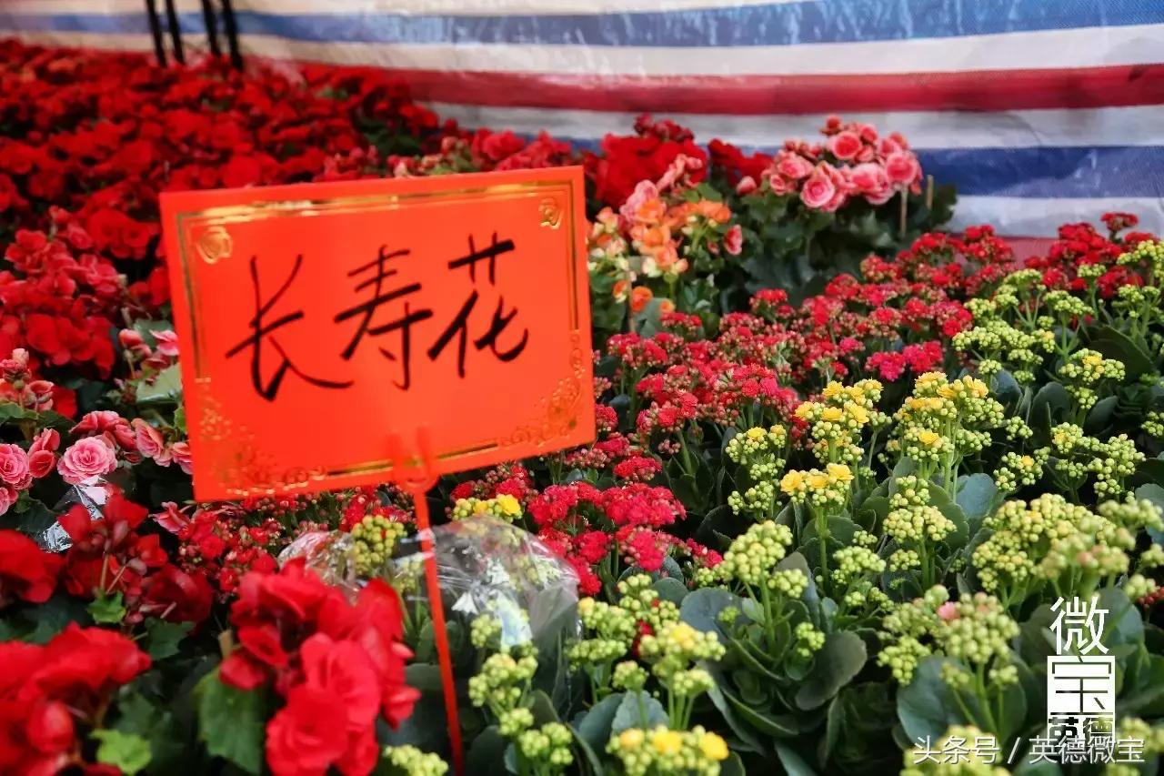 英德美丽的花街,英德花街