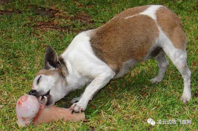 注意！骨头可以杀死狗！