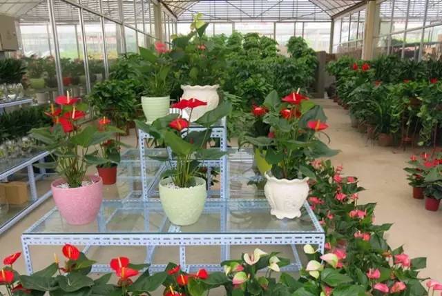 呕心整理！成都人年货采购地点最全攻略都在这！赶紧收藏！