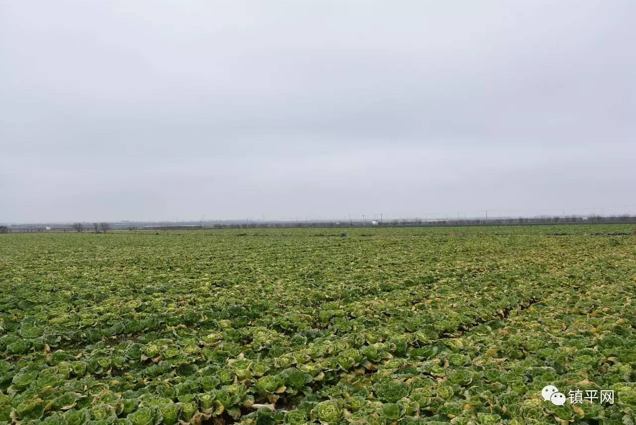 走进侯集，体会咱农民身边的些许变化