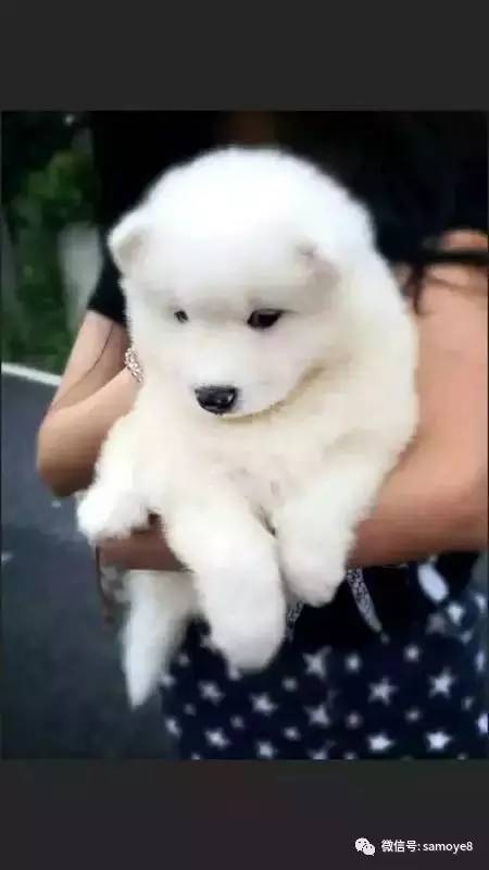 萨摩耶犬怎么辨别纯种,怎么判断萨摩耶是不是纯种