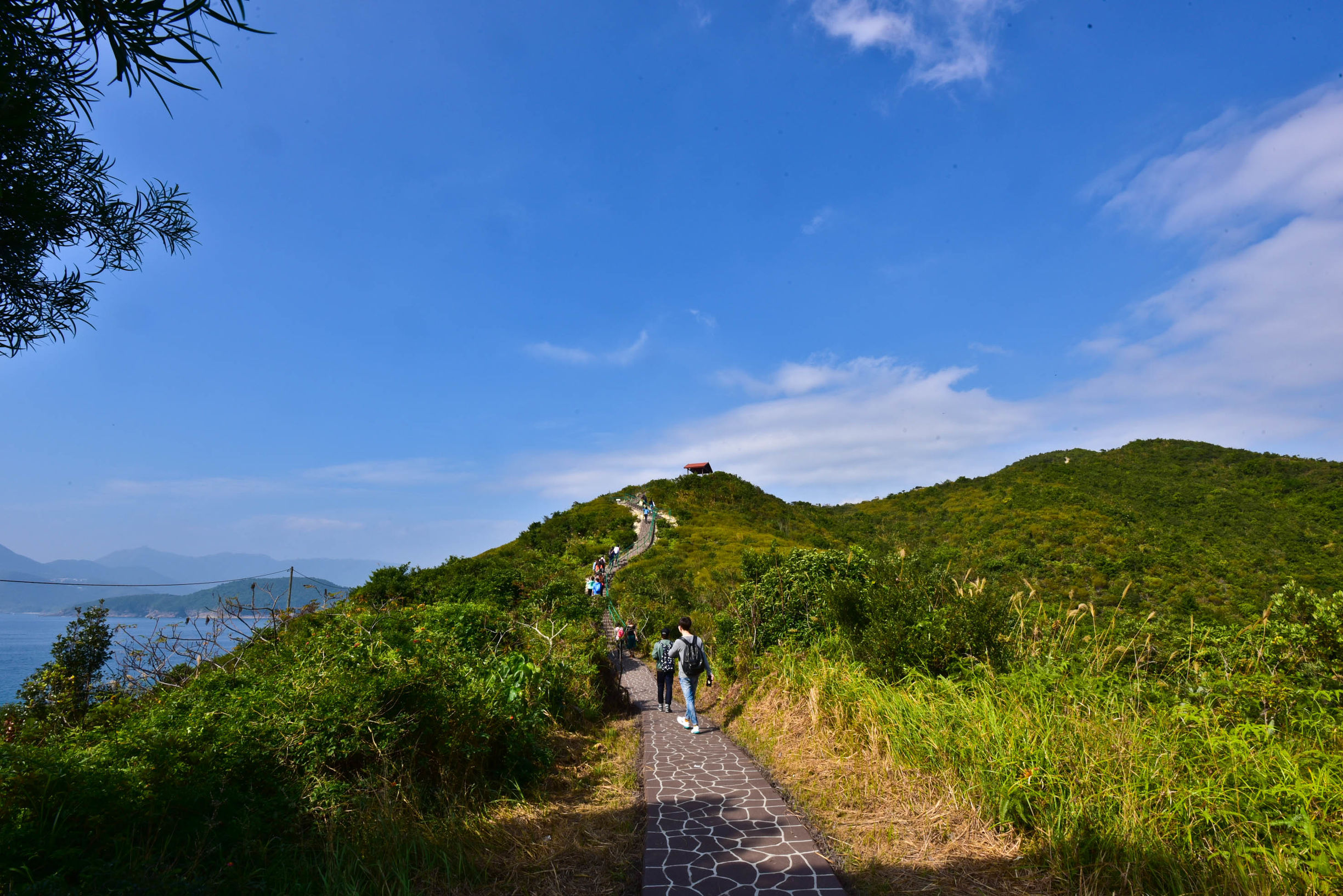 兔子游日本,兔子海边旅行记