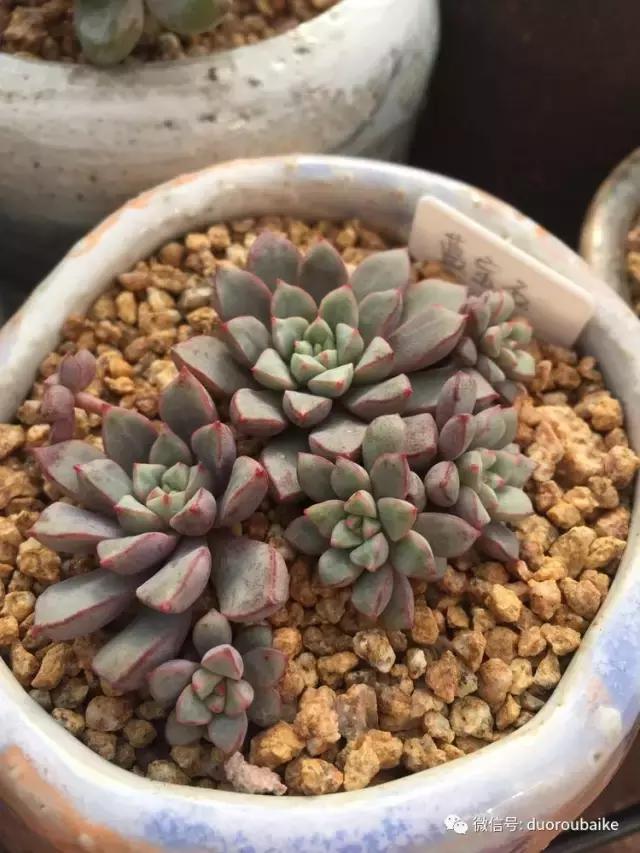 没有暖气的包邮区,肉肉照样美美的!