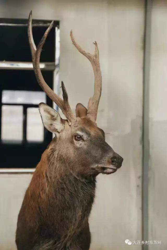 「话莓」之二：一颗草莓折射金普产业融合助力供给侧改革