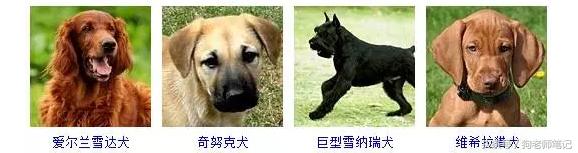 狗狗品种大全按体型智商怎么分,聪明狗狗品种大全及图片及名字