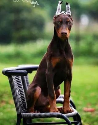 狗狗为什么断尾有什么好处,人类给柯基断尾残忍吗