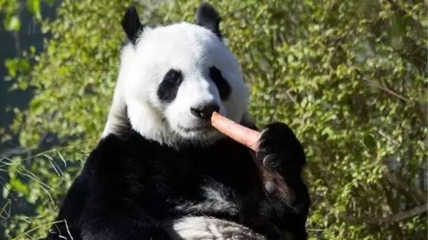 为求得一只熊猫的抚养权，英美荷法等国家连尊严都不要了