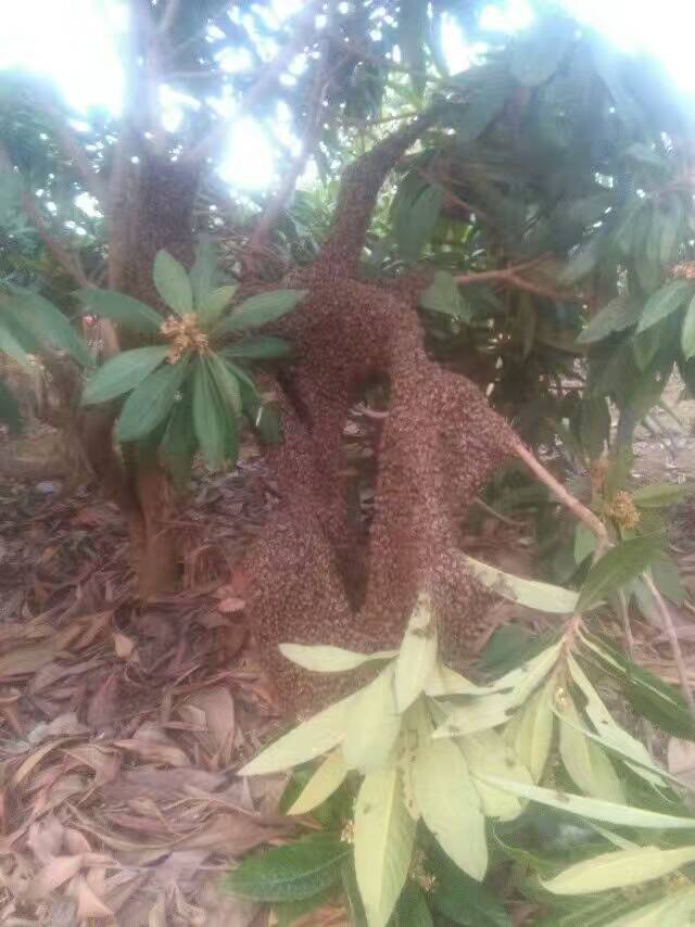 中华蜂怎么移窝,中华蜂采蜜