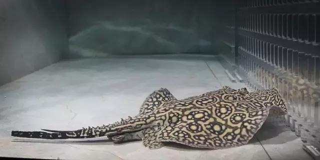 养罗汉鱼侧滤和上滤哪个效果好,双边侧滤鱼缸怎么过滤