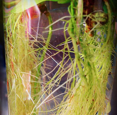 水培栀子花怎么修剪才能促进开花,栀子花什么时候换盆水培开花