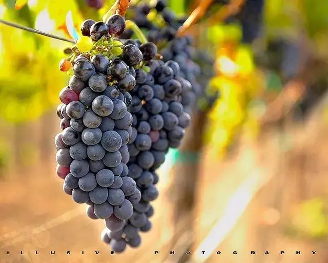 澳大利亚葡萄酒为什么下滑,为什么澳大利亚的葡萄酒历史很久