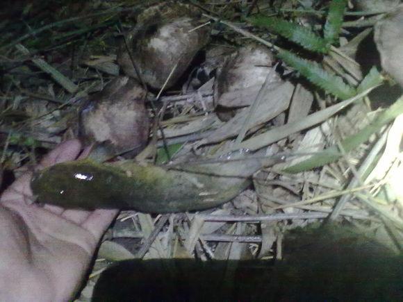 在农村钓鱼用什么虫子,农村钓鱼用什么饵料最好