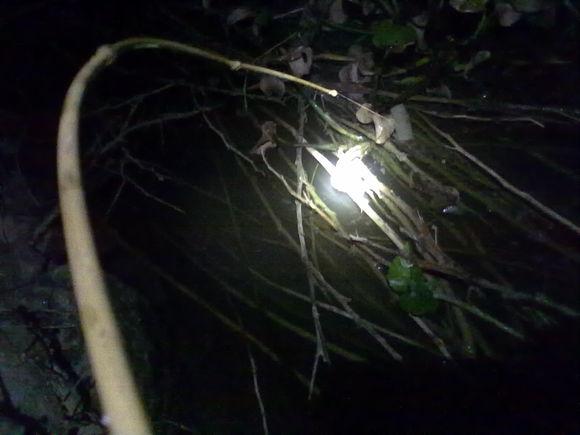 在农村钓鱼用什么虫子,农村钓鱼用什么饵料最好