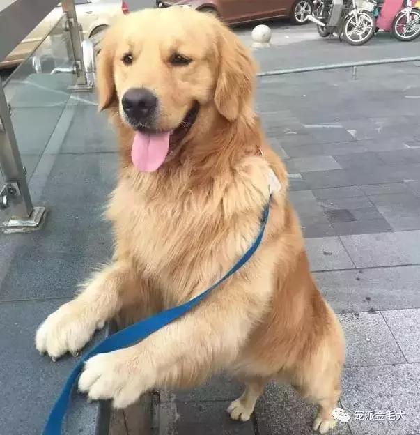 金毛不是最温柔善良的狗狗吗,大壮是只汪