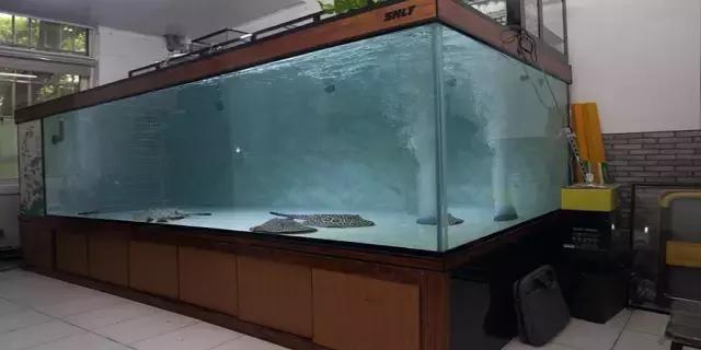 养罗汉鱼侧滤和上滤哪个效果好,双边侧滤鱼缸怎么过滤