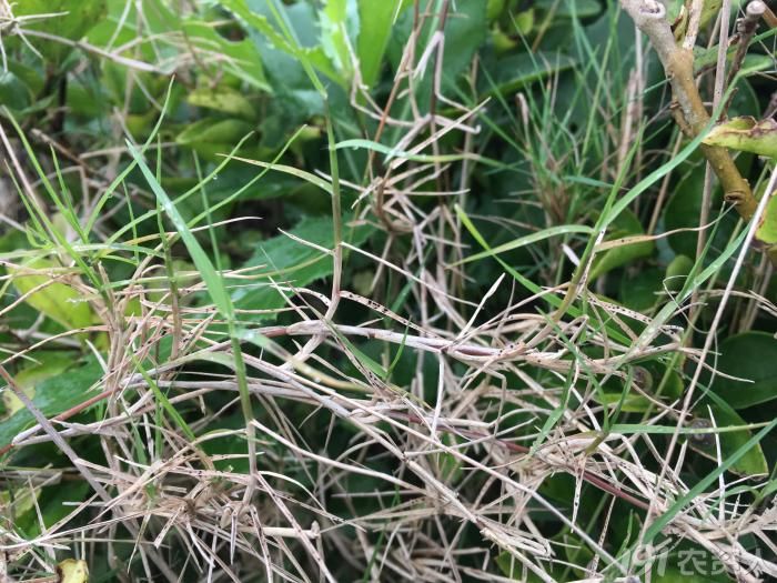 顽强的植物顽强的生命力,顽强的野草有哪些