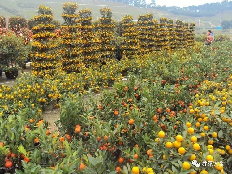 过年观赏花的盆栽,观果花卉盆栽大全