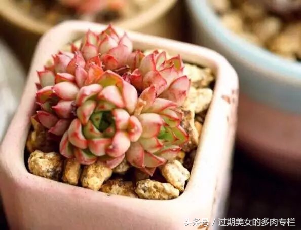 入坑一年小说,入坑一年