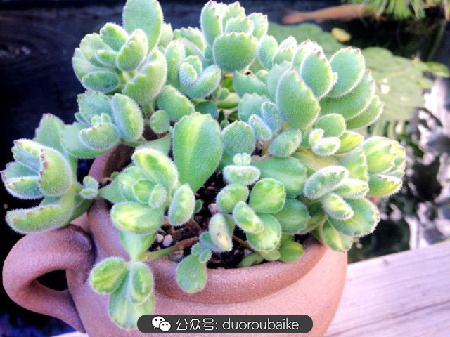 黄色熊童子多肉植物状态图,多肉植物熊童子怎么养