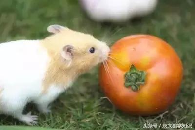 老鼠洞里挖出来花生,老鼠偷花生被发现