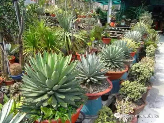 台湾寻肉之旅：小玲带你逛春节的台北花市！