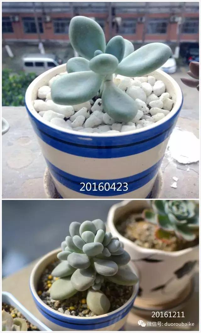 广西南宁适合养的多肉,广西南宁多肉博主