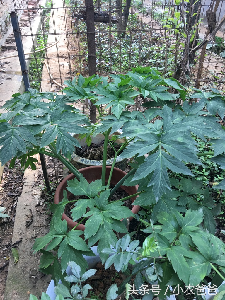 适合深圳种植的植物,深圳适合种植的植物