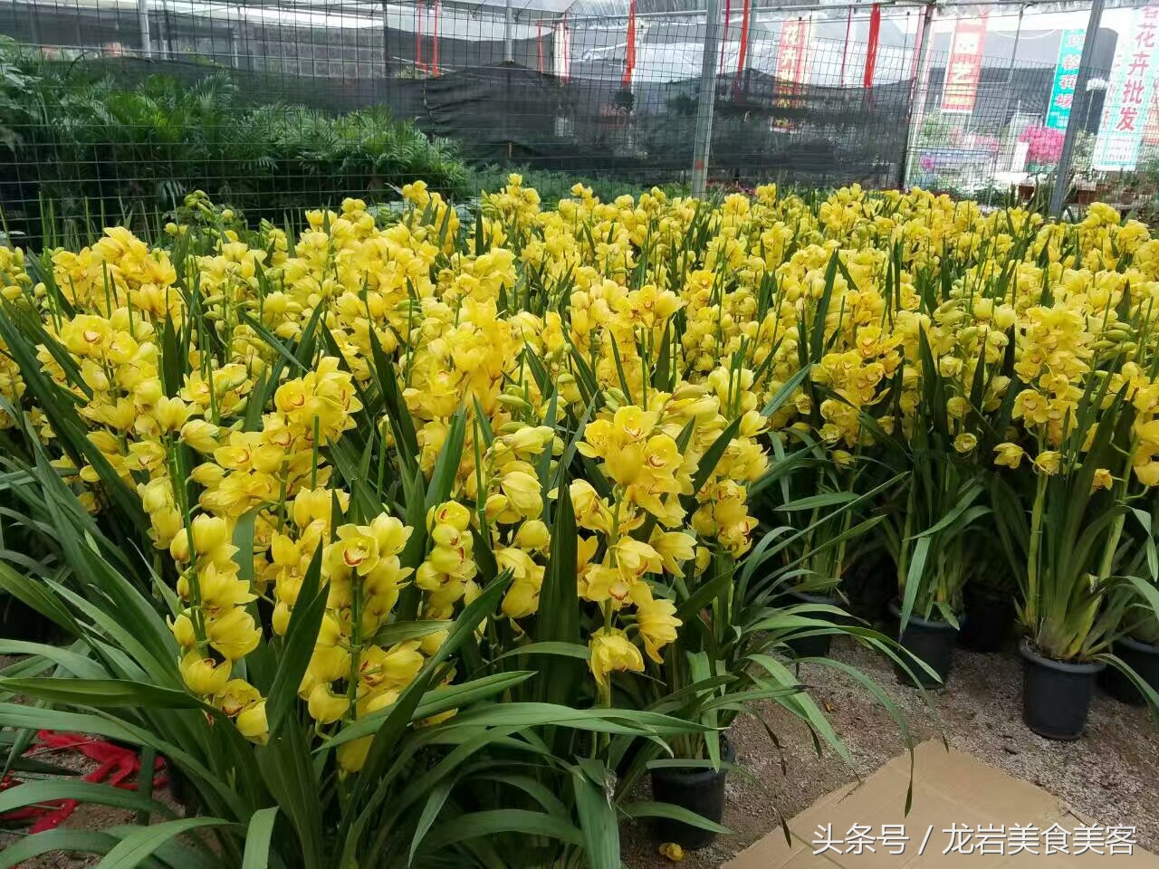 园林式客家大院,兴宁市客家院子