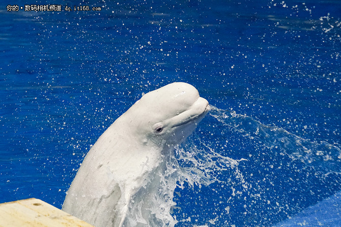 索尼a99ii最新价格,索尼a99ii样片