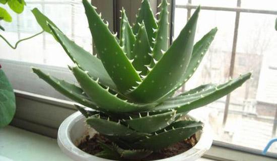 室内养什么花最好能净化空气,室内养什么花助于睡眠