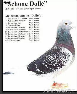 著名赛鸽家杨阿腾,赛鸽血统杨阿腾