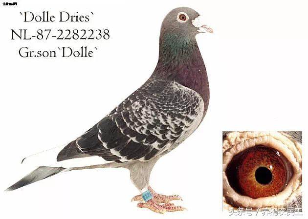 著名赛鸽家杨阿腾,赛鸽血统杨阿腾