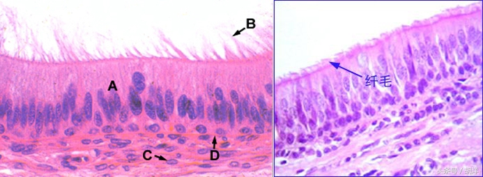 咳嗽、气管炎，此方用一次，明天就能好，为了健康，还是备着吧！