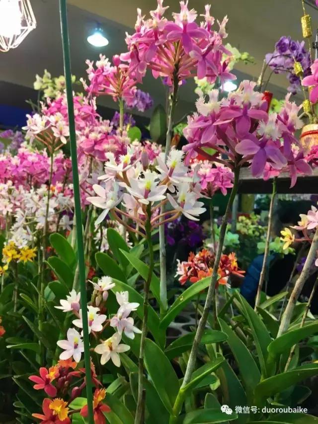 台湾寻肉之旅：小玲带你逛春节的台北花市！